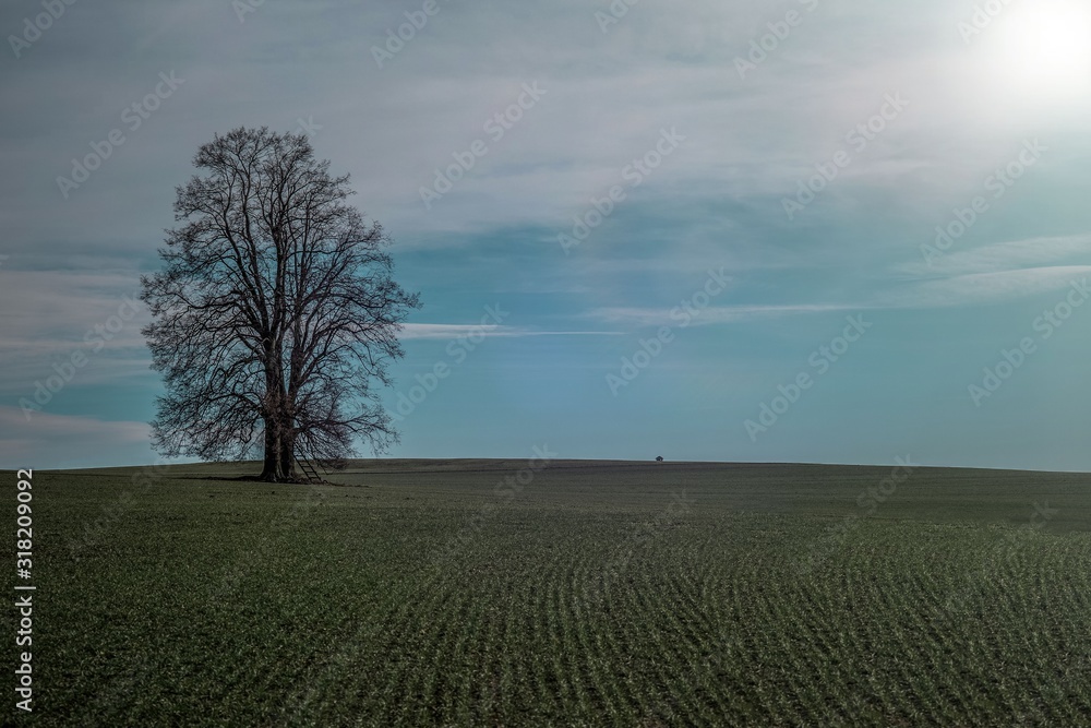 Fototapeta premium Lonely tree in field landscape