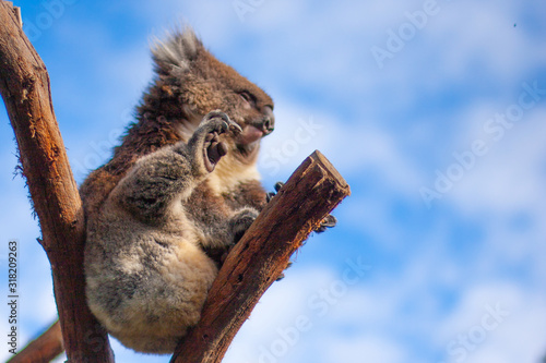 Photography Severe rough koala with an elongated paw and a well-visible long claw against the blue sky