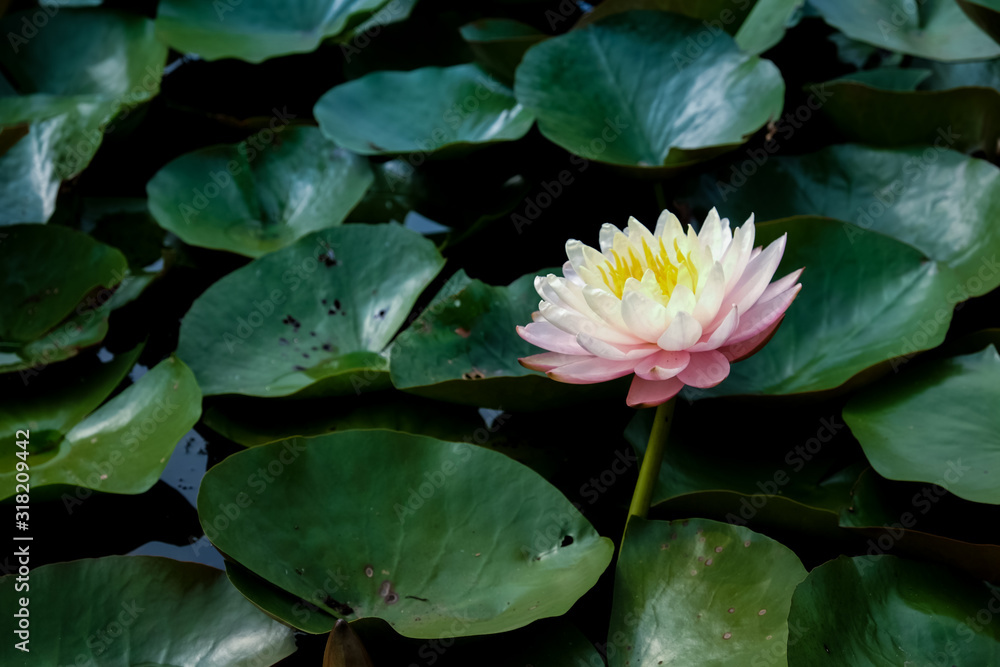 Beautiful pink lotus in pond background