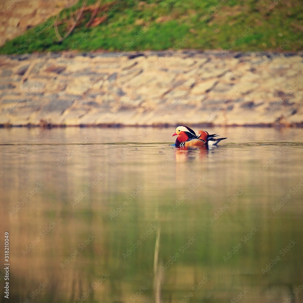 A colourful male mandarin duck. (Aix galericulata) A colourful male mandarin duck. (Aix galericulata)