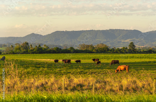 Dawn at extensive cattle farm in southern Brazil