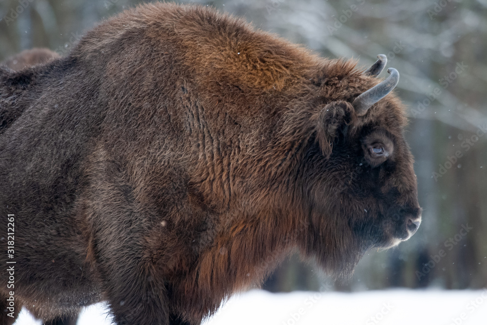 Bisons on a meadow in the Bialowieza National Park.