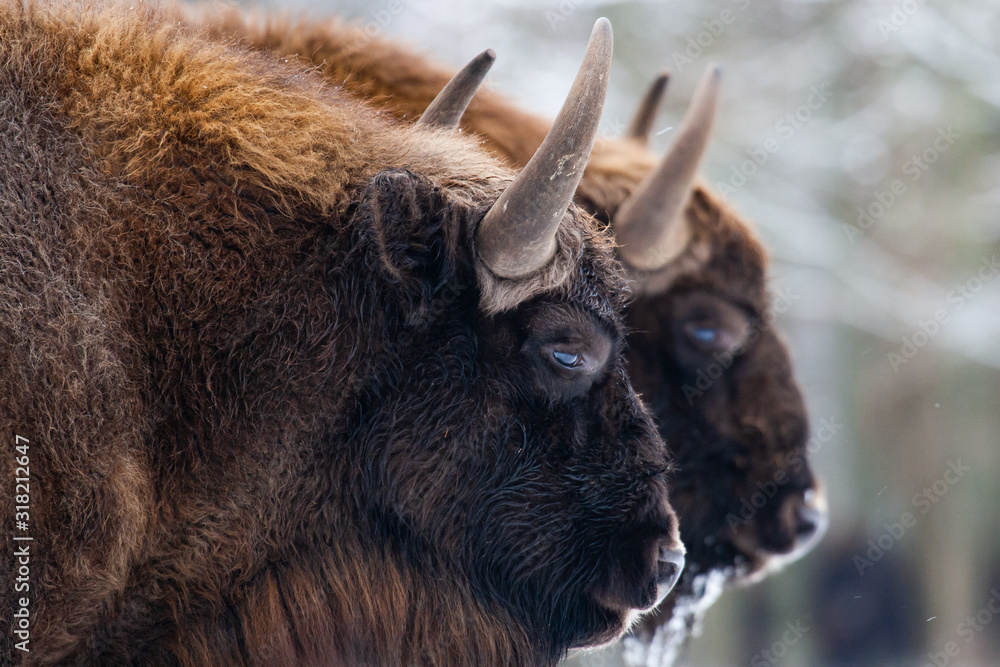 Bisons on a meadow in the Bialowieza National Park.