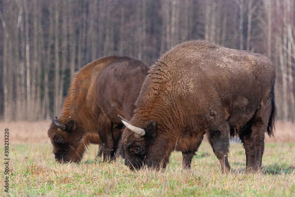 Bisons on a meadow in the Bialowieza National Park.