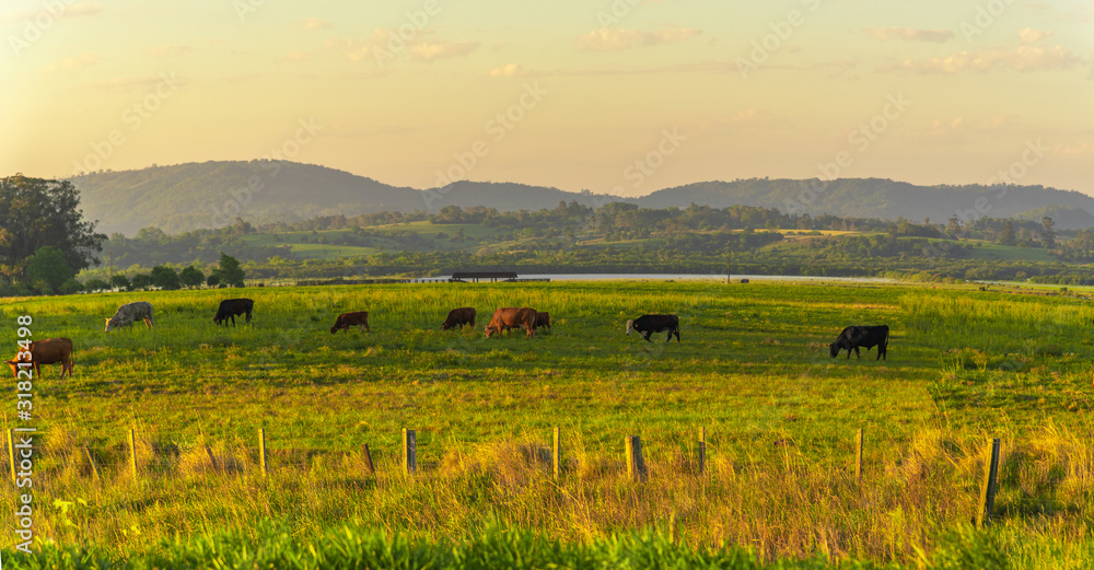 Dawn at extensive cattle farm in southern Brazil Dawn at extensive cattle farm in southern Brazil