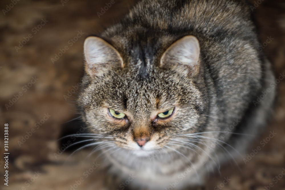 Close-up face of domestic cat with yellow eyes.