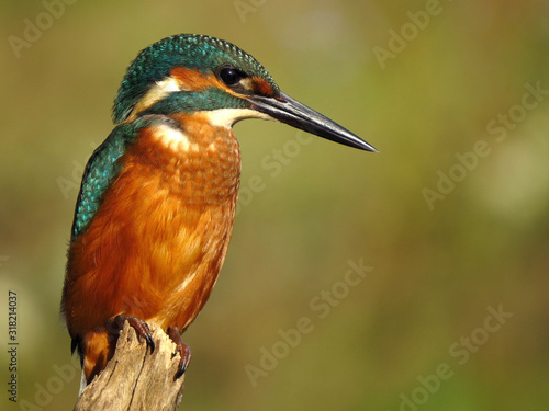 Common Kingfisher (Alcedo atthis) european kingfisher bird in natural habitat, close up photo with blurry background