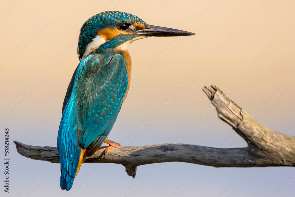 custom made wallpaper toronto digitalCommon Kingfisher (Alcedo atthis) european kingfisher bird in natural habitat, close up photo with blurry background