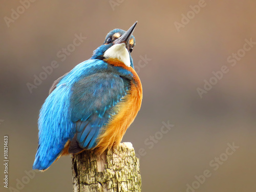 Common Kingfisher (Alcedo atthis) european kingfisher bird in natural habitat, close up photo with blurry background