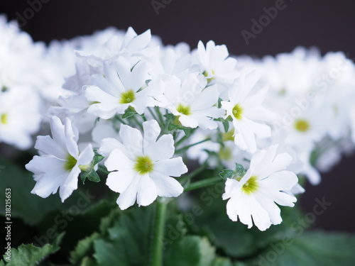 プリムラ・マラコイデス