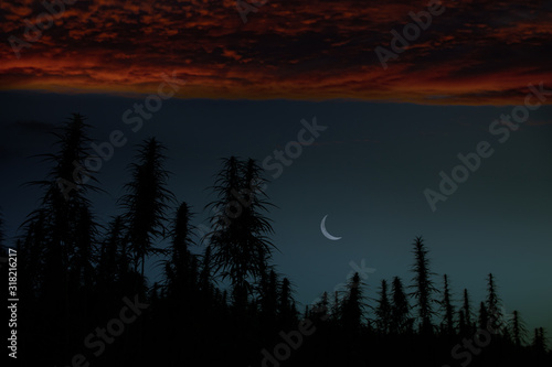 Night Cannabis Field with Plants Silhouettes and Moon on Dark Sky with Sunset Clouds