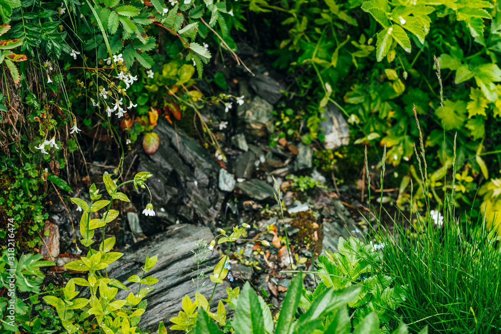 Obraz premium Scenic background with wet stones among lush grasses and many small beautiful flowers. Mountain creek on rock with thick fresh greenery. Droplets on grass. Colorful backdrop of rich alpine flora.