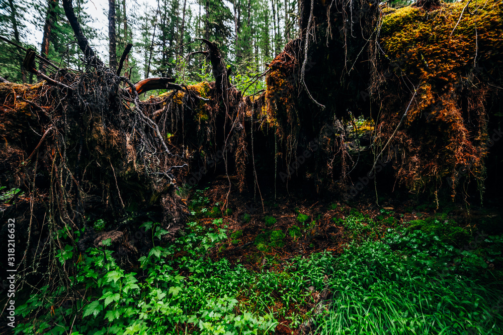 Big fallen tree root covered with thick moss in taiga wilderness among fresh greenery. Atmospheric background of beautiful place in wild forest. Virgin flora of woods. Mystery woodland atmosphere. Big fallen tree root covered with thick moss in taiga wilderness among fresh greenery. Atmospheric background of beautiful place in wild forest. Virgin flora of woods. Mystery woodland atmosphere.