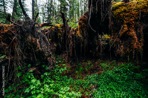 Wallpaper Mural Big fallen tree root covered with thick moss in taiga wilderness among fresh greenery. Atmospheric background of beautiful place in wild forest. Virgin flora of woods. Mystery woodland atmosphere. Torontodigital.ca