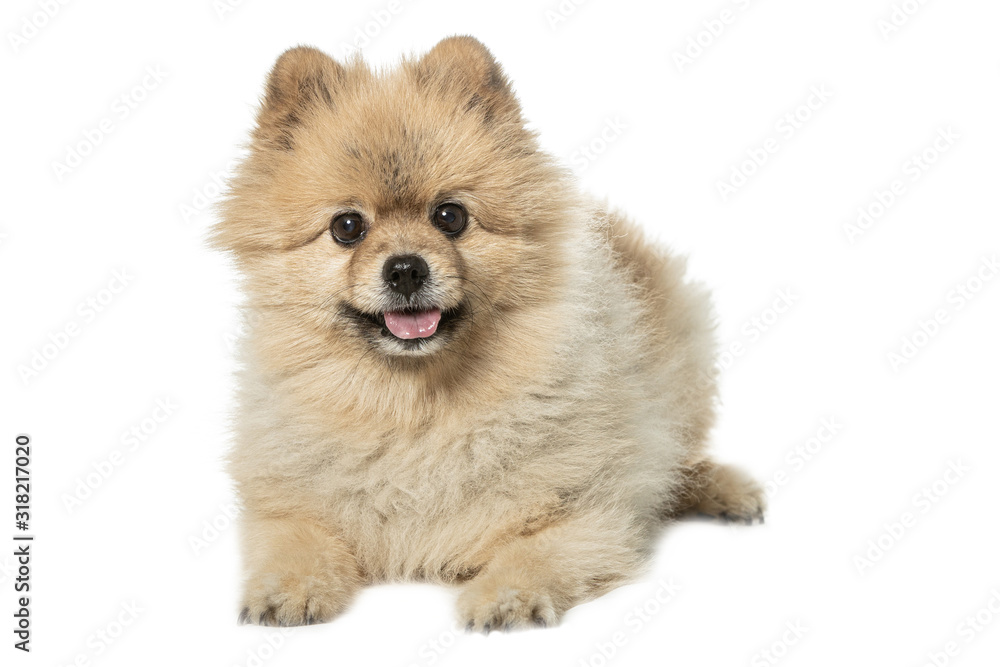 pomeranian dog isolated on white background