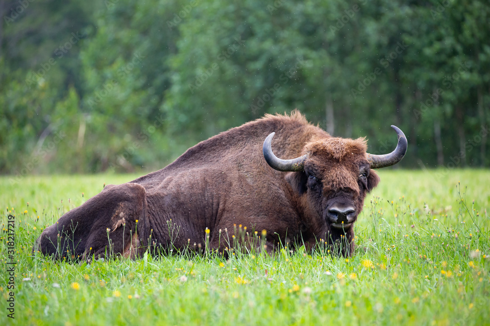 Bisons on a meadow in the Bialowieza National Park.