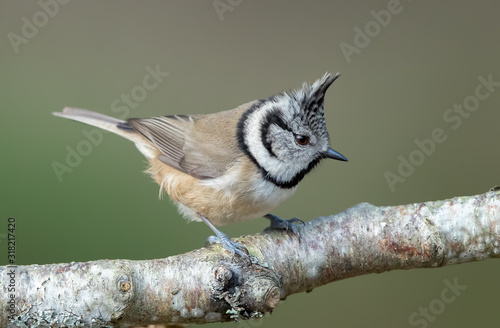 Crested Tit Perched on Branch