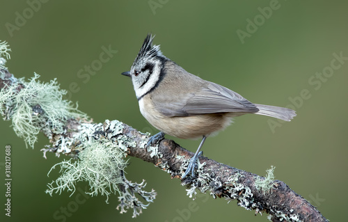 Crested Tit Perched on Branch