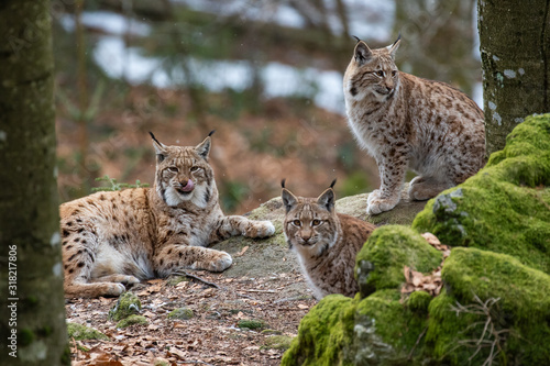 Lynxes in the Bavarian Forest, Germany. © bchyla