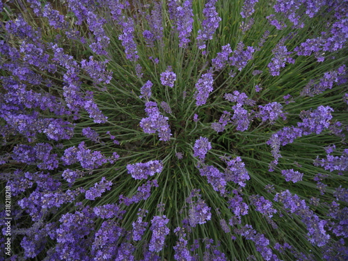 Beautiful flowers on a lavender field