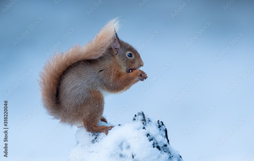 Red Squirrel in Snow Red Squirrel in Snow