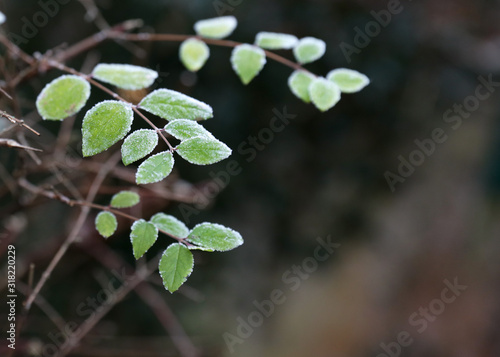 green leaves of a frozen tree
