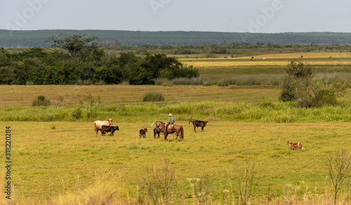 Extensive beef cattle rearing in southern Brazil © Alex R. Brondani