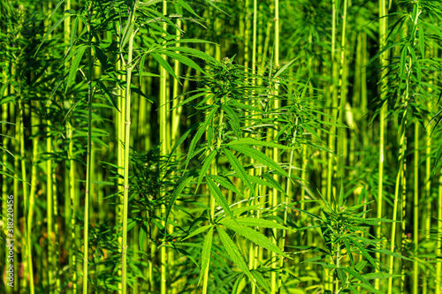 Green Grass Plants on Field - Marijuana