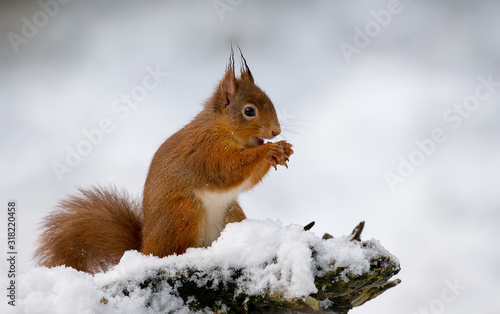 Red Squirrel in the Snow © Simon Stobart