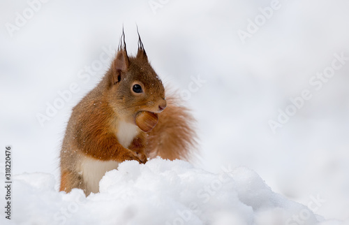 Red Squirrel in the Snow © Simon Stobart