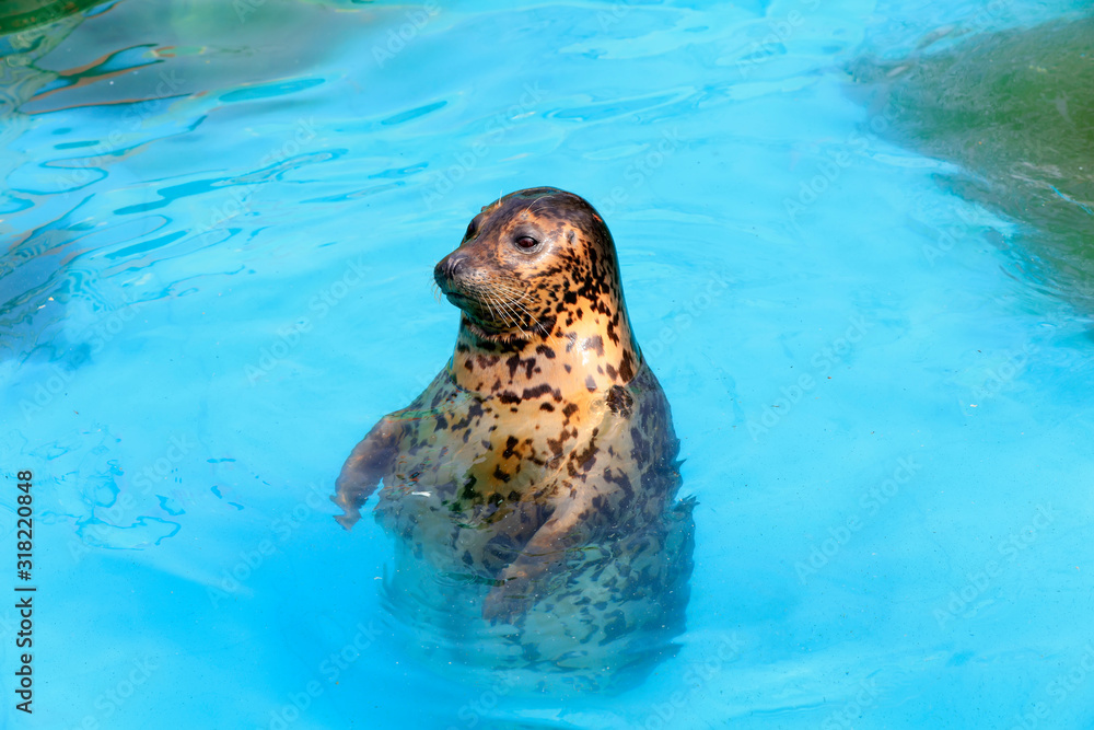 Obraz premium seal in the zoo