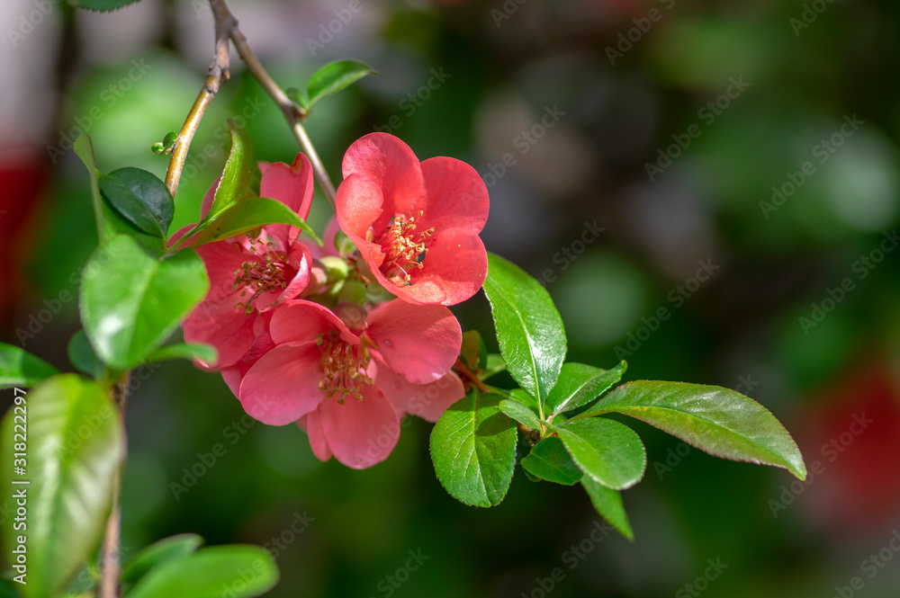Ornamental flowering shrub Chaenomeles japonica cultivar superba with beautiful light pink petals and yellow center Ornamental flowering shrub Chaenomeles japonica cultivar superba with beautiful light pink petals and yellow center