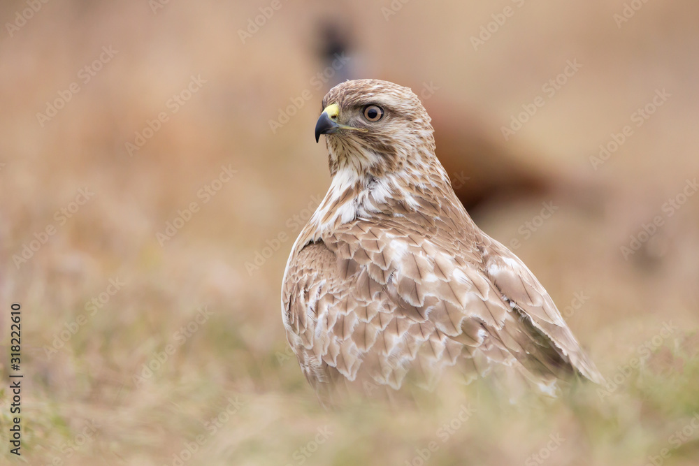 Common buzzard (Buteo buteo) in natural habitat, hawk bird in the grass on the ground, predatory bird close up Common buzzard (Buteo buteo) in natural habitat, hawk bird in the grass on the ground, predatory bird close up
