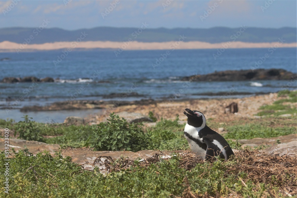 Fototapeta premium African penguin in its natural environment 