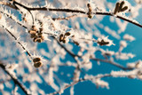 Frost on Tree Branches Closeup with Blue Sky on Background