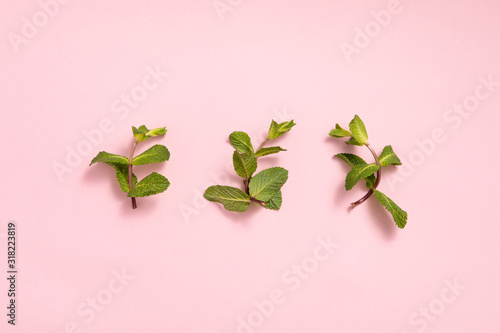 Flat lay mint in abstract style. Copy space, summer concept. Green mint in tr...