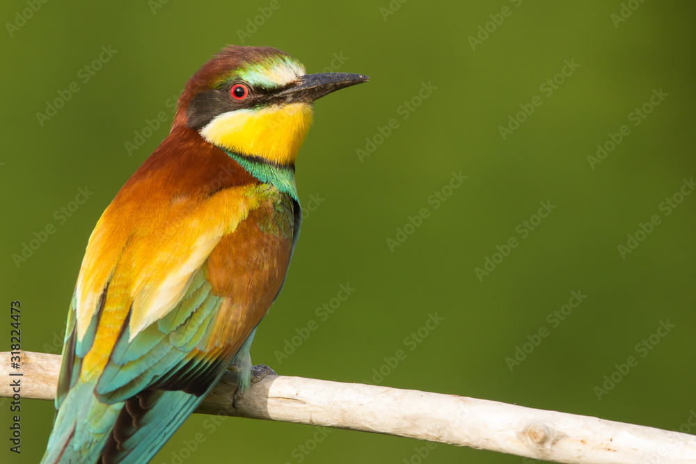 Fototapeta premium European bee-eater (Merops apiaster), wildlife colorful bee eater bird in natural habitat, close up with blurry background