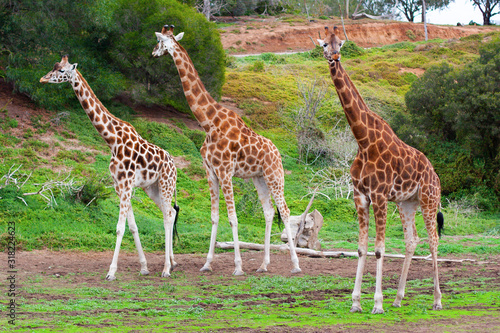 Three giraffes grazing in a meadow. With a dark brown color  with a contoured white-dark color and medium yellow-beige color.