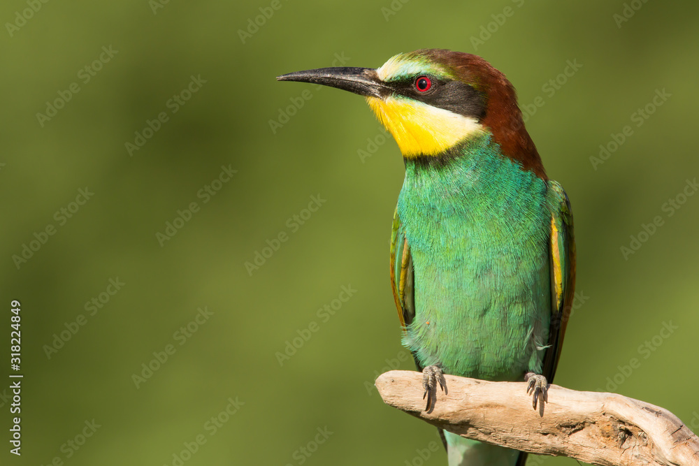 European bee-eater (Merops apiaster), wildlife colorful bee eater bird in natural habitat, close up with blurry background European bee-eater (Merops apiaster), wildlife colorful bee eater bird in natural habitat, close up with blurry background