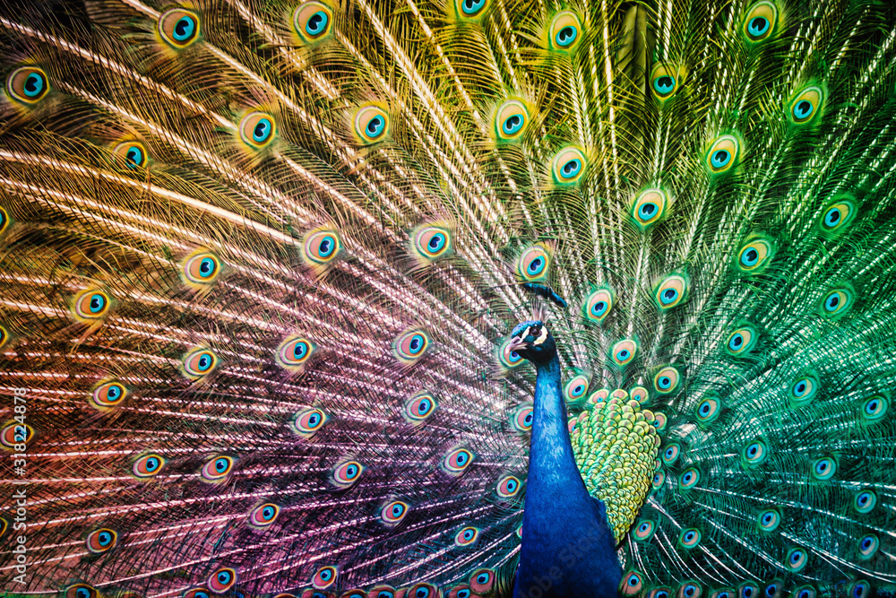 Obraz premium Peacock Bird with Colorful Feathers Spread