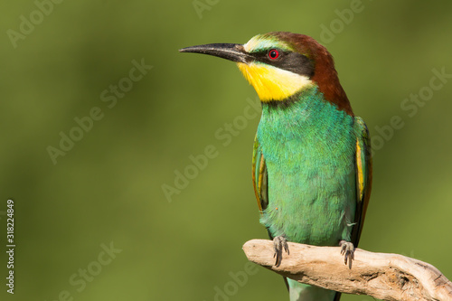 European bee-eater (Merops apiaster), wildlife colorful bee eater bird in natural habitat, close up with blurry background © Luka
