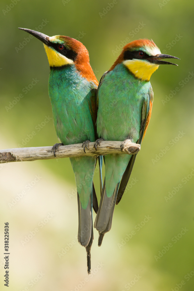 Fototapeta premium European bee-eater (Merops apiaster), wildlife colorful bee eater bird in natural habitat, close up with blurry background