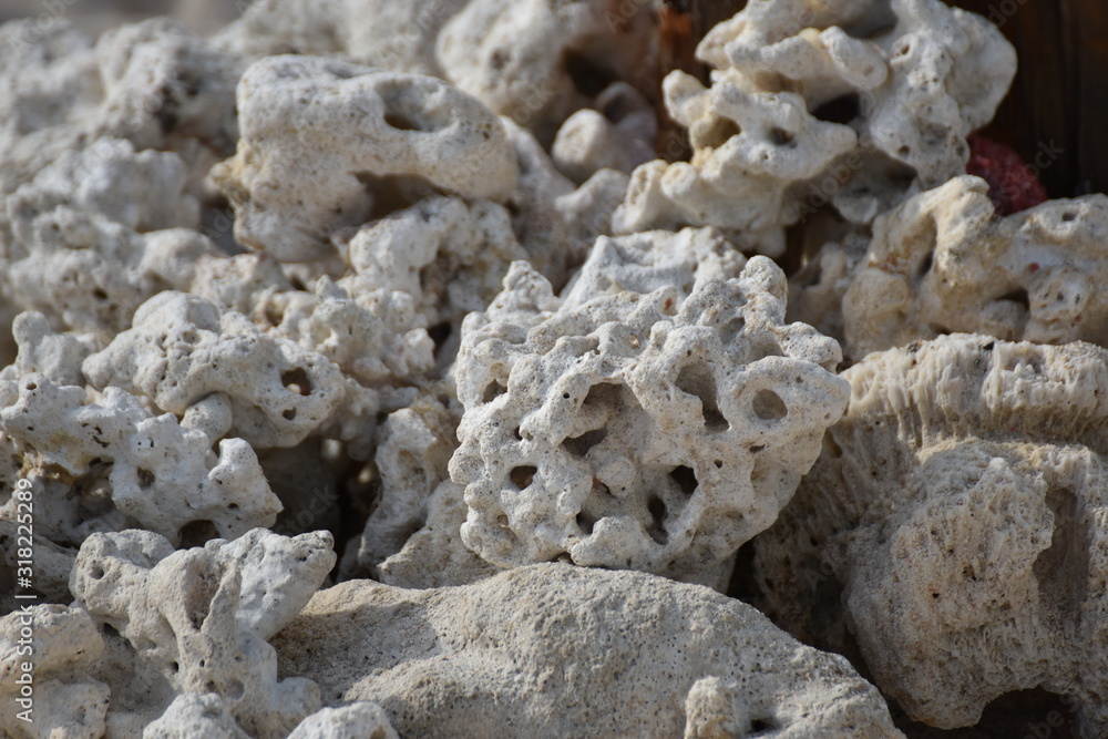 corals on the beach