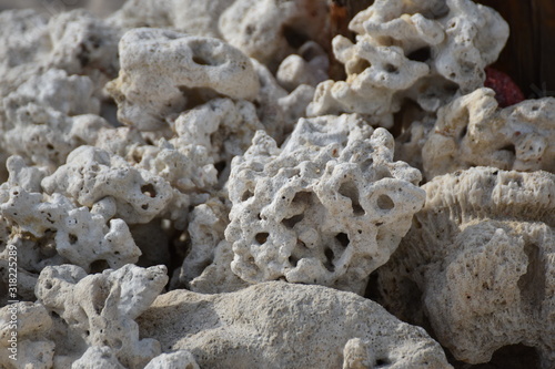 Fototapeta corals on the beach