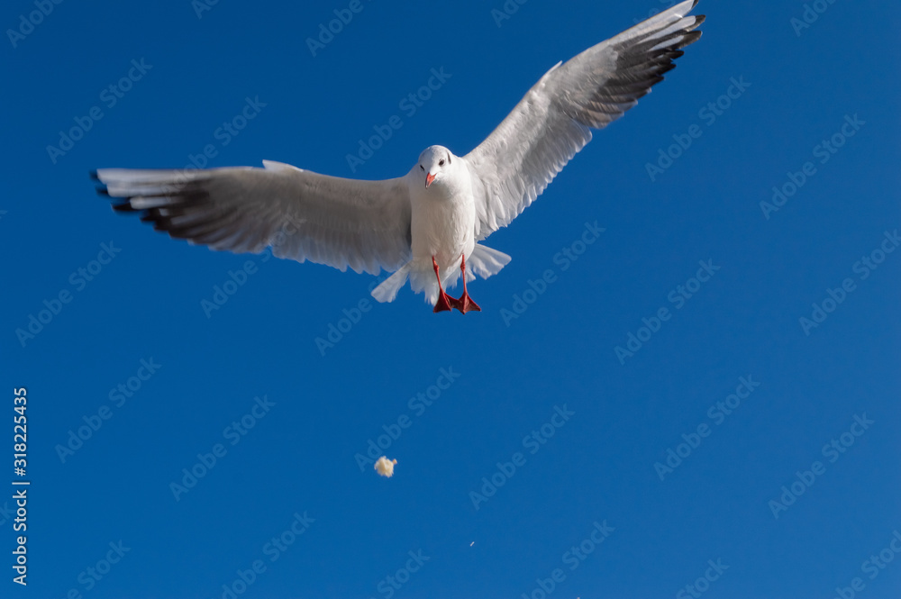 Fototapeta premium Seagulls, blue sea , flying gull