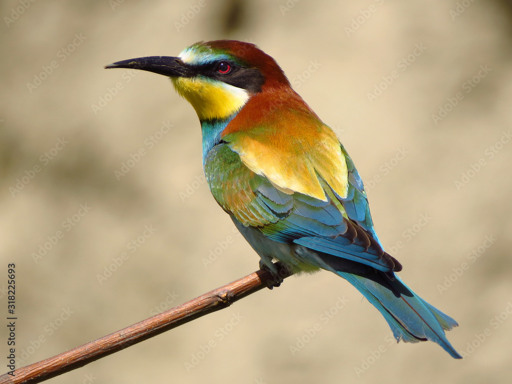 European bee-eater (Merops apiaster), wildlife colorful bee eater bird in natural habitat, close up with blurry background