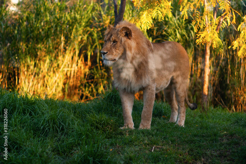 A lion male relaxed, staying on nature among grass and trees. Closeup