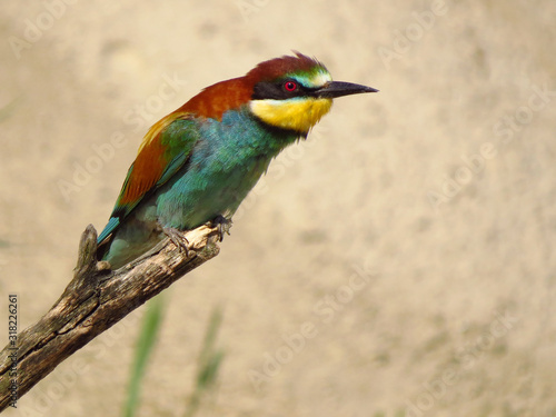 European bee-eater (Merops apiaster), wildlife colorful bee eater bird in natural habitat, close up with blurry background
