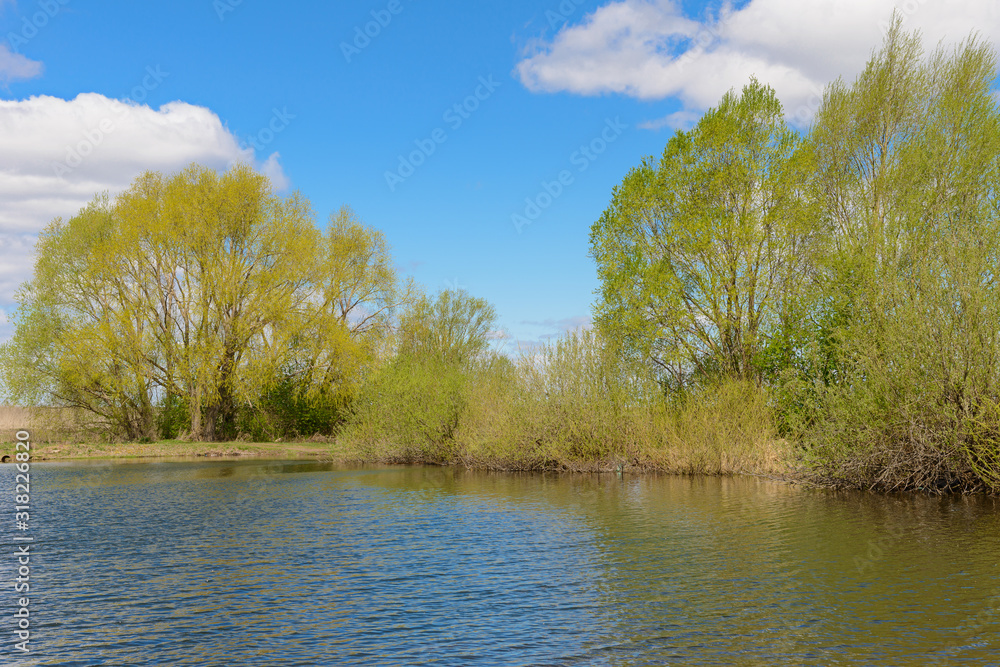 Spring sunny landscape with trees on the lake Spring sunny landscape with trees on the lake