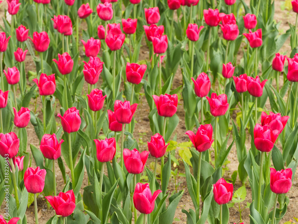 Multi-colored tulips on a background of green leaves and eath. Valentines day and women day concept